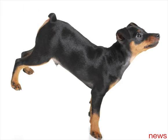 Have you ever seen a dog without a tail? What breed is a dog without a tail?