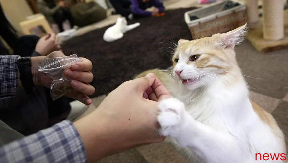 No matter how good your relationship with a cat is, you must remember 10 notes, otherwise it will hold a grudge against you!