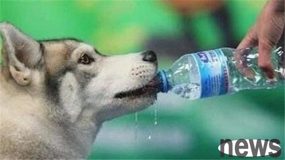 Suggestions: Reference Guide for Dog Walking in Summer