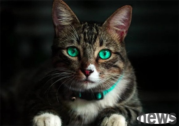 There are 5 major taboos for raising cats. Pet owners must not touch them, as they will hurt the cat...
