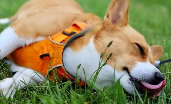 It turns out that there are these taboos for raising dogs in summer. Please come and see the cat shoveler.