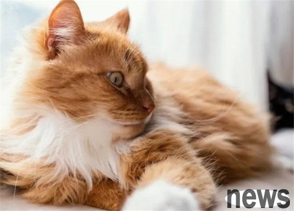 Top 10 cute cat breeds: cat rankings that make you cute