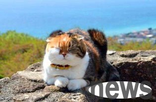 I want to climb mountains with my cats and train my cats to climb mountains!