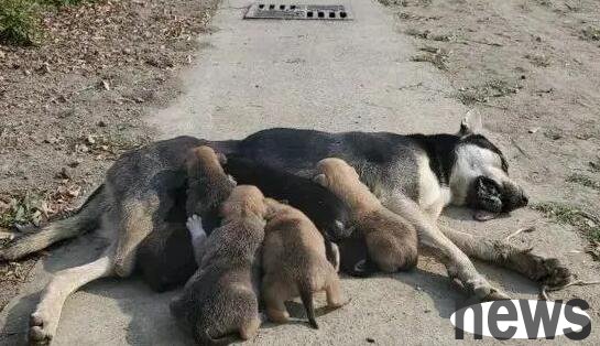 Do those dogs who died at the age of 12 really die?