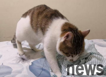 Will cats step on breasts when they are sick?
