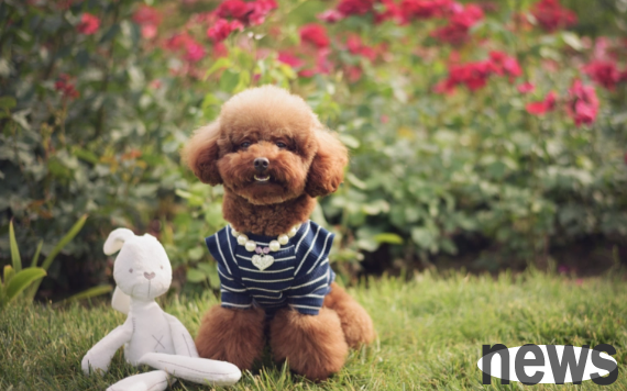 Causes and treatments of emphysema in dogs