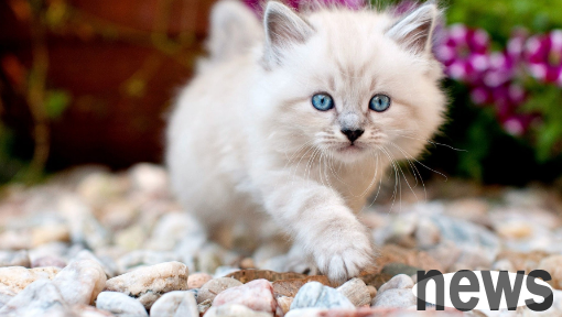 How many days after the kitten is born, will it not be easy to die? What are the reasons?