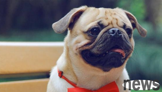 These seven kinds of dogs are quiet and do not disturb the neighbors, and are most suitable for raising them in 