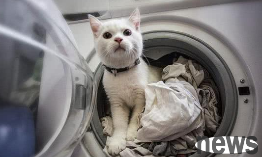 The pet owner put the clothes into the washing machine, but found that his cat was missing. Ten minutes later: Go to the hospital soon