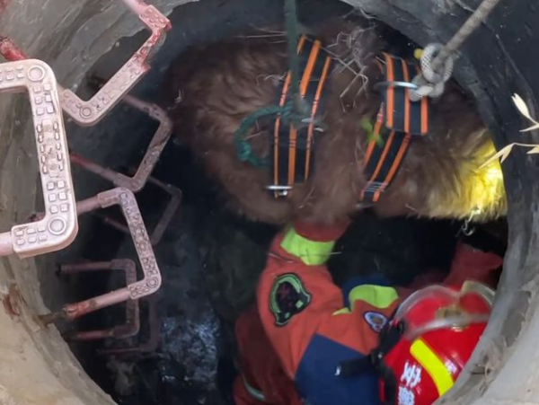 A 100-pound golden retriever accidentally fell into a well while chasing a cat. He was rescued the next day without making any noise.
